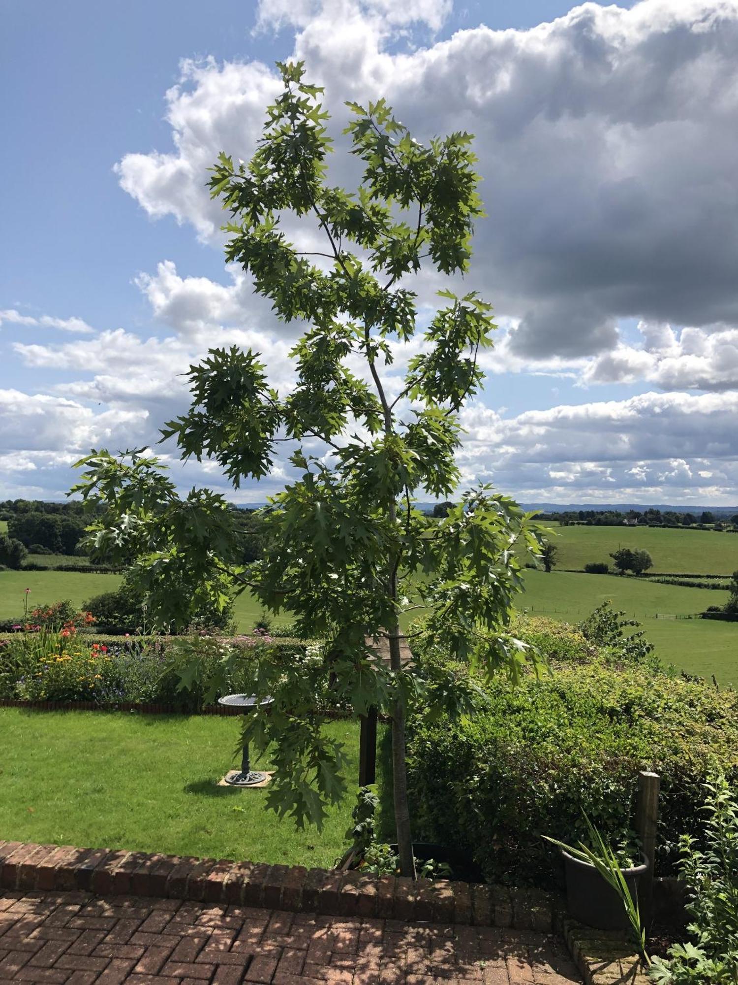 Betula Views Studio Newent Екстер'єр фото